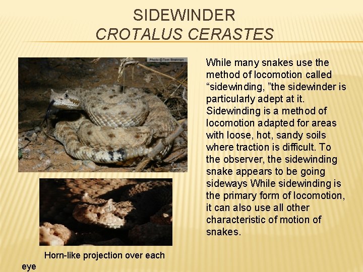 SIDEWINDER CROTALUS CERASTES While many snakes use the method of locomotion called “sidewinding, ”the