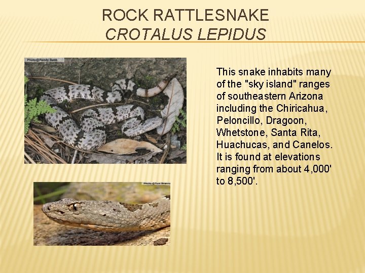 ROCK RATTLESNAKE CROTALUS LEPIDUS This snake inhabits many of the "sky island" ranges of