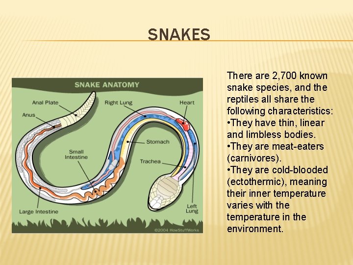 SNAKES There are 2, 700 known snake species, and the reptiles all share the