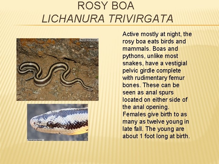 ROSY BOA LICHANURA TRIVIRGATA Active mostly at night, the rosy boa eats birds and