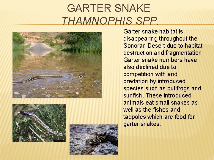 GARTER SNAKE THAMNOPHIS SPP. Garter snake habitat is disappearing throughout the Sonoran Desert due