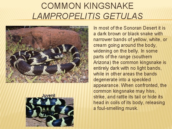 COMMON KINGSNAKE LAMPROPELITIS GETULAS Juvenil e In most of the Sonoran Desert it is