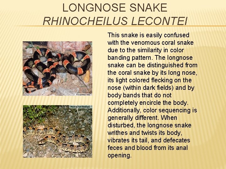 LONGNOSE SNAKE RHINOCHEILUS LECONTEI This snake is easily confused with the venomous coral snake