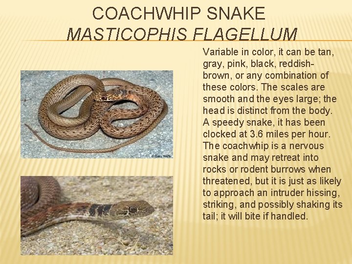COACHWHIP SNAKE MASTICOPHIS FLAGELLUM Variable in color, it can be tan, gray, pink, black,