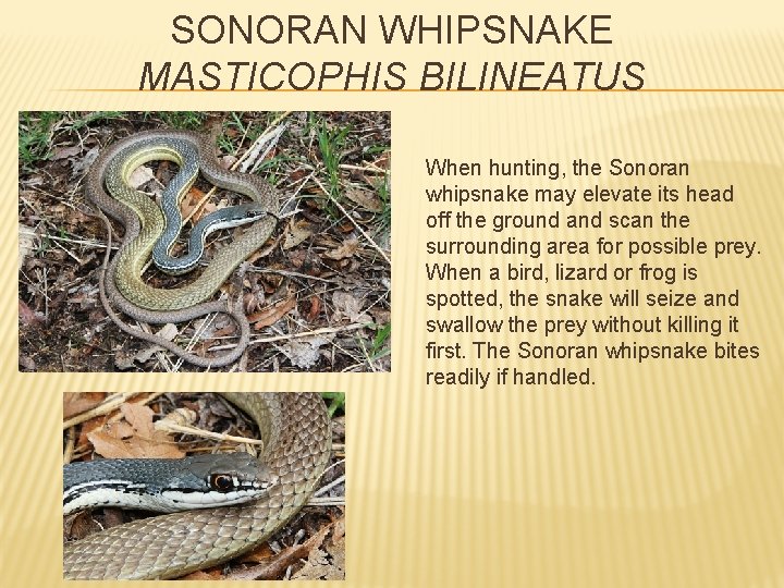 SONORAN WHIPSNAKE MASTICOPHIS BILINEATUS When hunting, the Sonoran whipsnake may elevate its head off