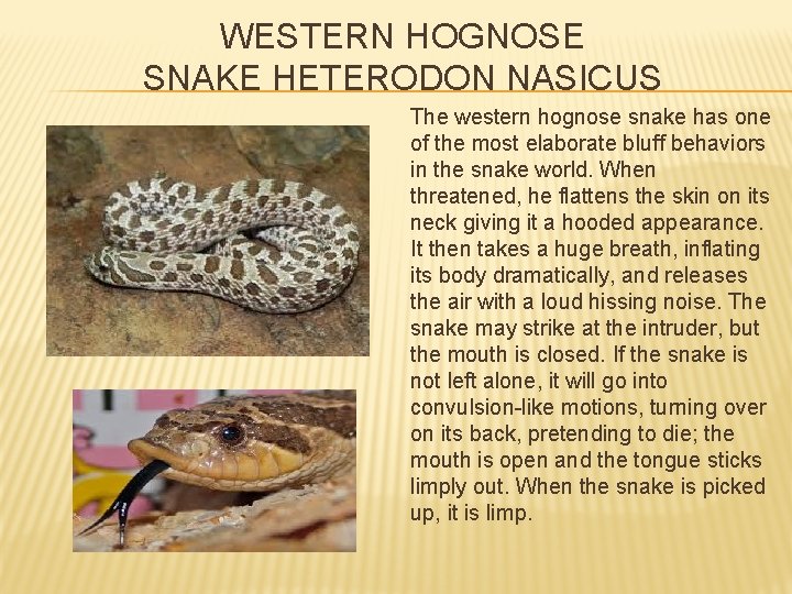 WESTERN HOGNOSE SNAKE HETERODON NASICUS The western hognose snake has one of the most