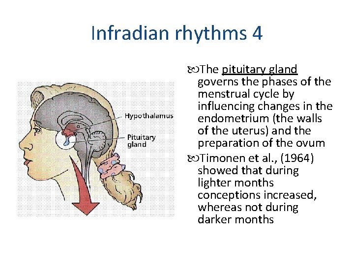 Infradian rhythms 4 The pituitary gland governs the phases of the menstrual cycle by
