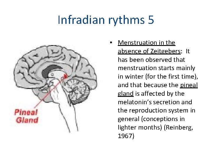 Infradian rythms 5 • Menstruation in the absence of Zeitgebers: It has been observed