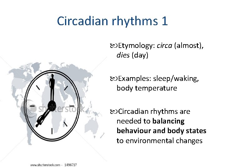 Circadian rhythms 1 Etymology: circa (almost), dies (day) Examples: sleep/waking, body temperature Circadian rhythms