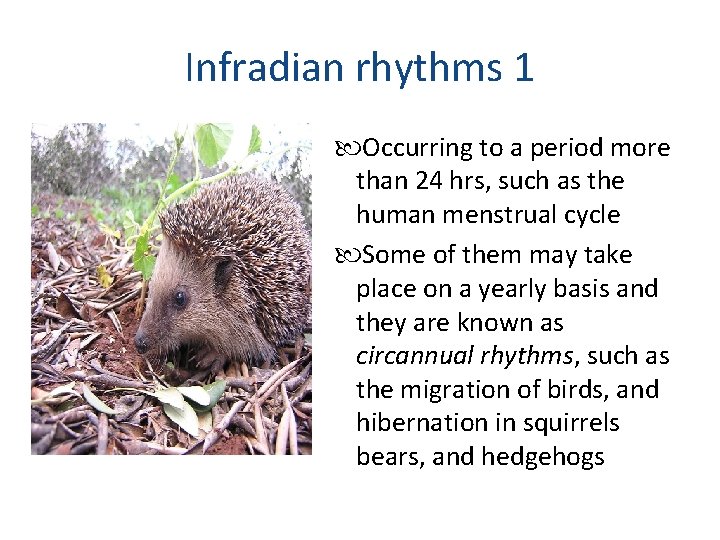 Infradian rhythms 1 Occurring to a period more than 24 hrs, such as the