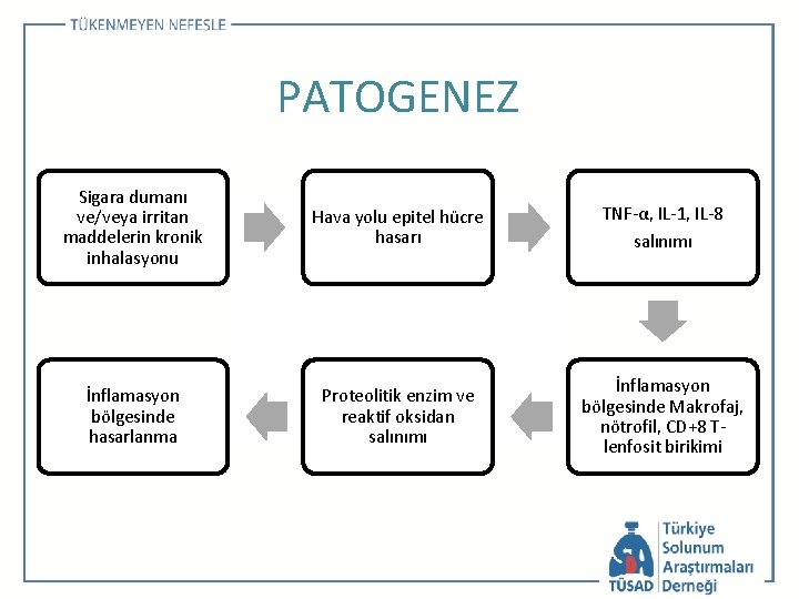 PATOGENEZ Sigara dumanı ve/veya irritan maddelerin kronik inhalasyonu Hava yolu epitel hücre hasarı TNF-α,