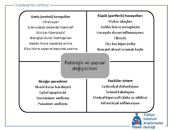 Geniş (santral) havayolları İnflamsyon Submukozal bezlerde hipertrofi Düz kas hiperplazisi Bronşiyal duvar klaınlaşması Goblet