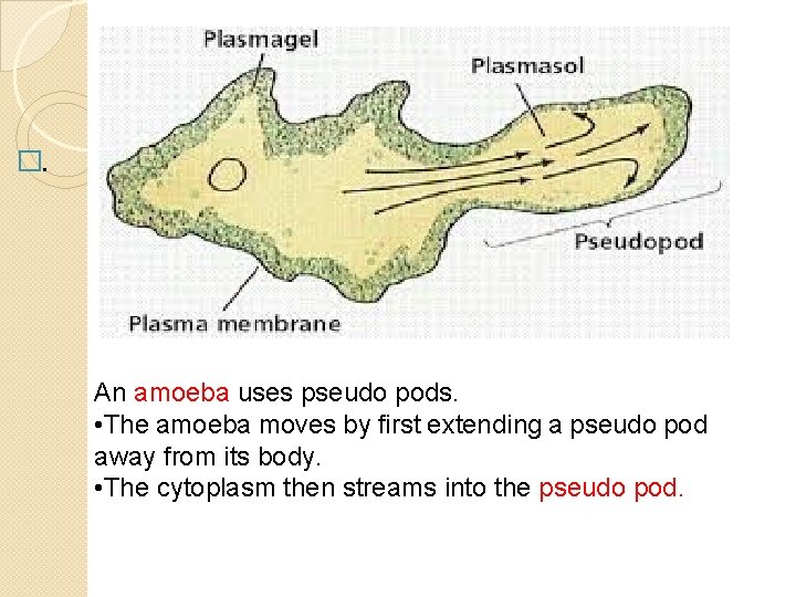 �. An amoeba uses pseudo pods. • The amoeba moves by first extending a