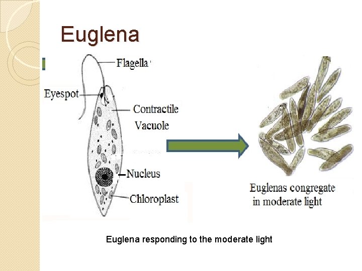 Euglena responding to the moderate light 