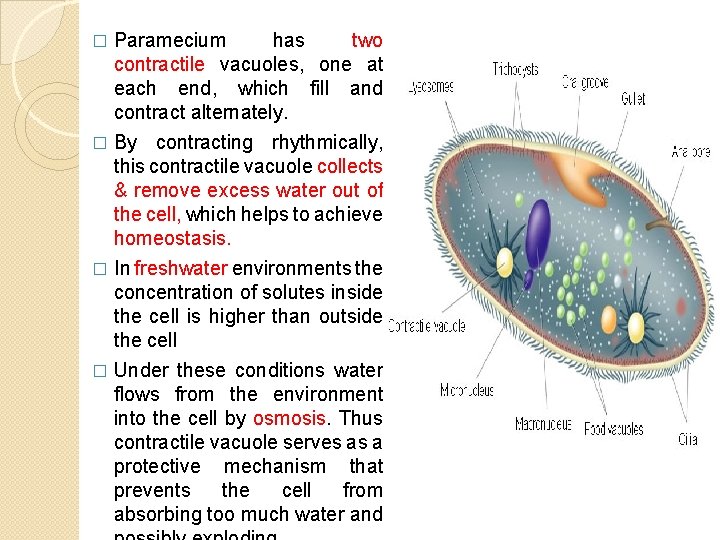 Paramecium has two contractile vacuoles, one at each end, which fill and contract alternately.