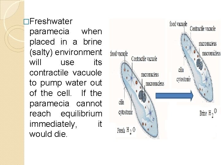 �Freshwater paramecia when placed in a brine (salty) environment will use its contractile vacuole