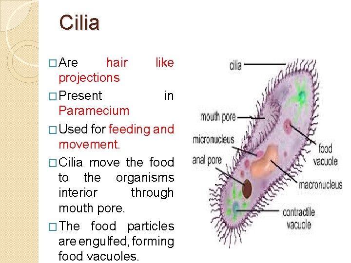Cilia � Are hair like projections � Present in Paramecium � Used for feeding