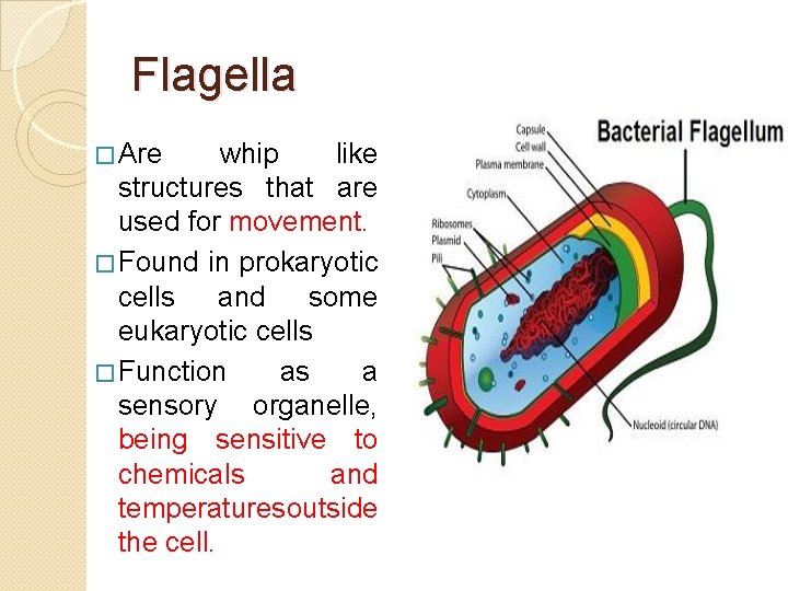 Flagella � Are whip like structures that are used for movement. � Found in