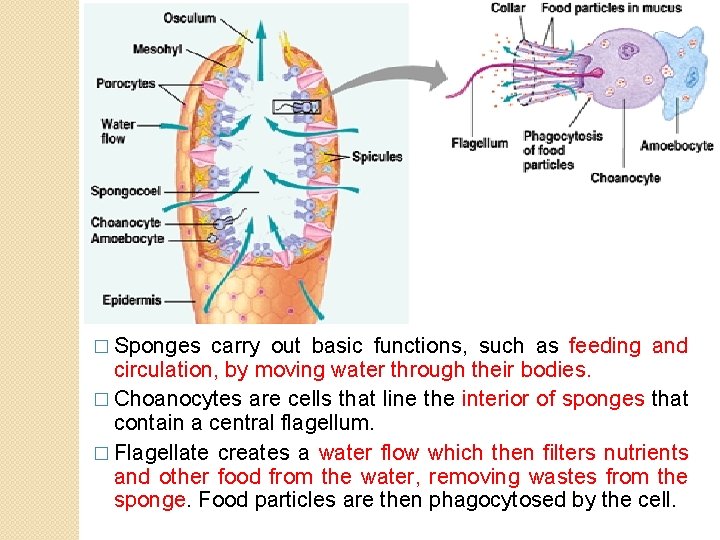 � Sponges carry out basic functions, such as feeding and circulation, by moving water