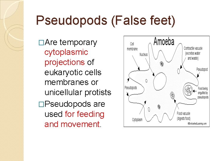 Pseudopods (False feet) �Are temporary cytoplasmic projections of eukaryotic cells membranes or unicellular protists