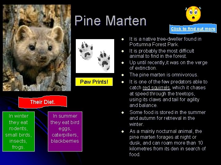 Pine Marten l l Paw Prints! l Their Diet. In winter they eat rodents,