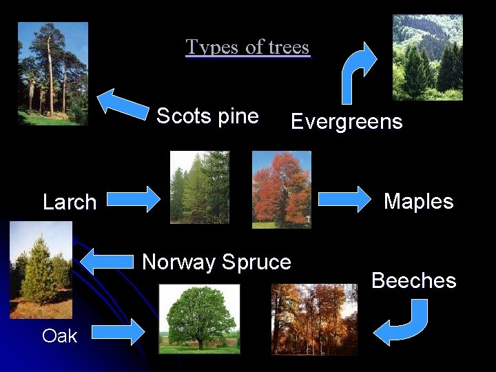 Types of trees Scots pine Evergreens Maples Larch Norway Spruce Oak Beeches 