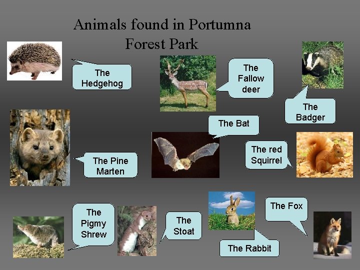 Animals found in Portumna Forest Park The Fallow deer The Hedgehog The Badger The