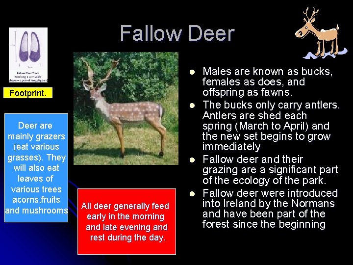 Fallow Deer l Footprint. l Deer are mainly grazers (eat various grasses). They will