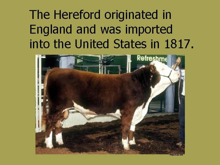 The Hereford originated in England was imported into the United States in 1817. Photo