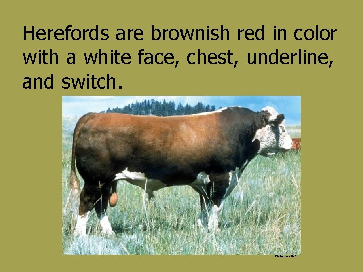 Herefords are brownish red in color with a white face, chest, underline, and switch.