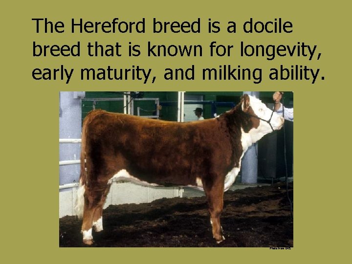 The Hereford breed is a docile breed that is known for longevity, early maturity,