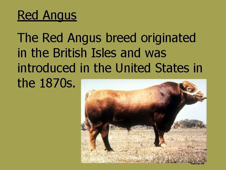 Red Angus The Red Angus breed originated in the British Isles and was introduced