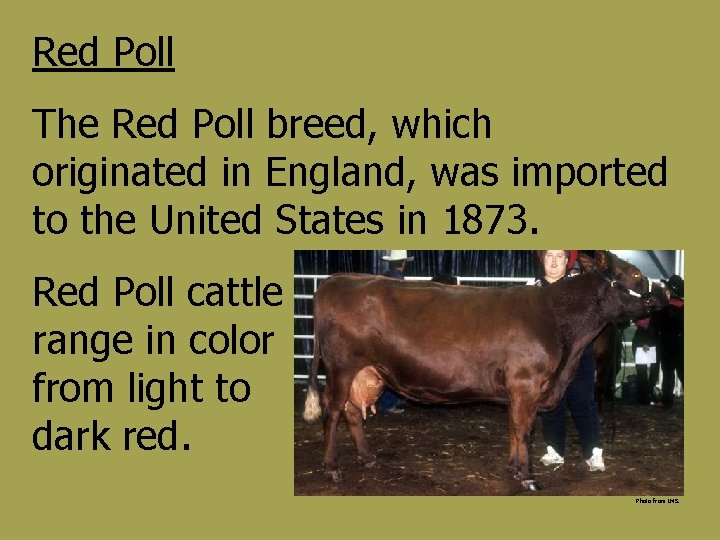 Red Poll The Red Poll breed, which originated in England, was imported to the