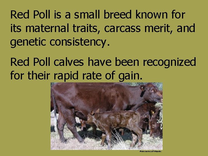Red Poll is a small breed known for its maternal traits, carcass merit, and