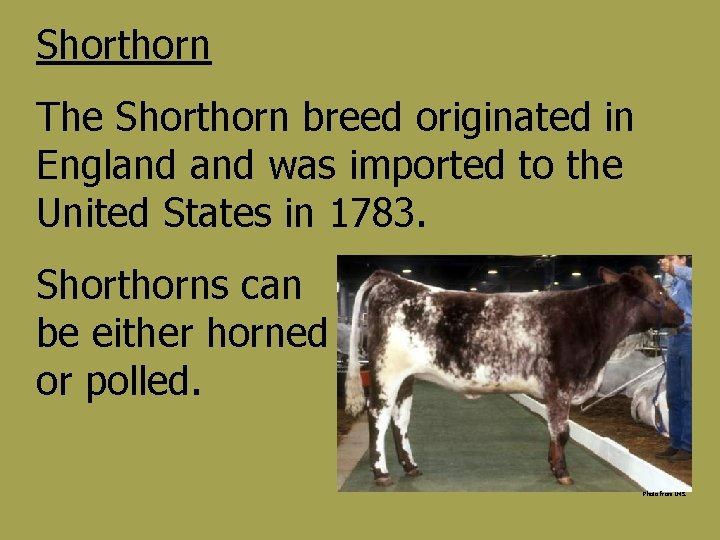 Shorthorn The Shorthorn breed originated in England was imported to the United States in