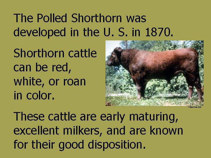 The Polled Shorthorn was developed in the U. S. in 1870. Shorthorn cattle can