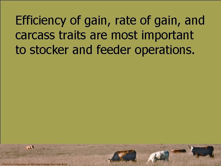 Efficiency of gain, rate of gain, and carcass traits are most important to stocker