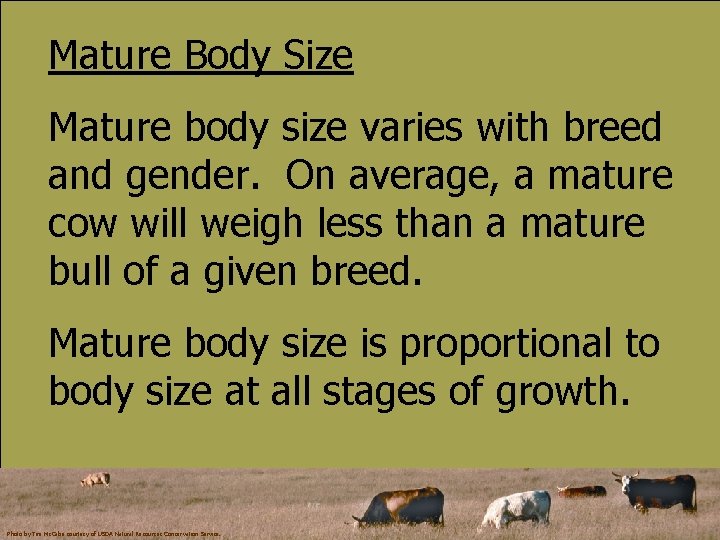 Mature Body Size Mature body size varies with breed and gender. On average, a