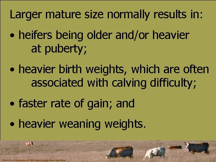 Larger mature size normally results in: • heifers being older and/or heavier at puberty;