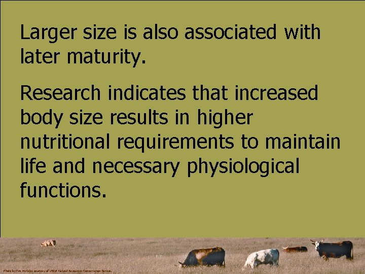 Larger size is also associated with later maturity. Research indicates that increased body size