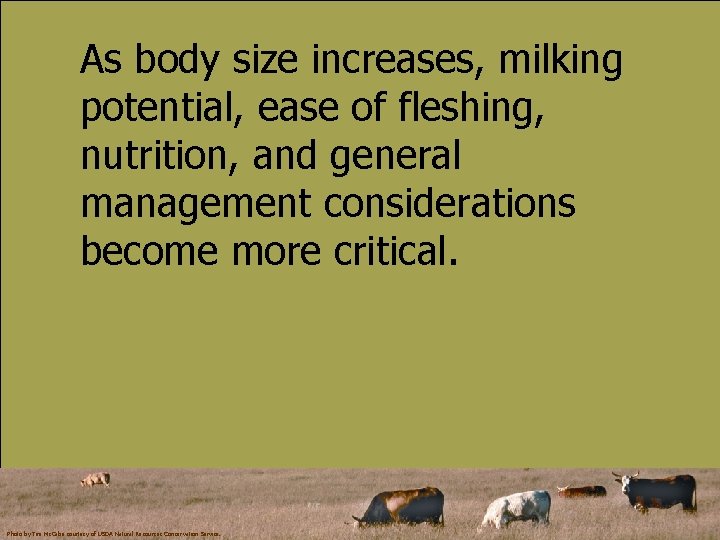 As body size increases, milking potential, ease of fleshing, nutrition, and general management considerations