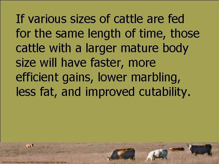 If various sizes of cattle are fed for the same length of time, those