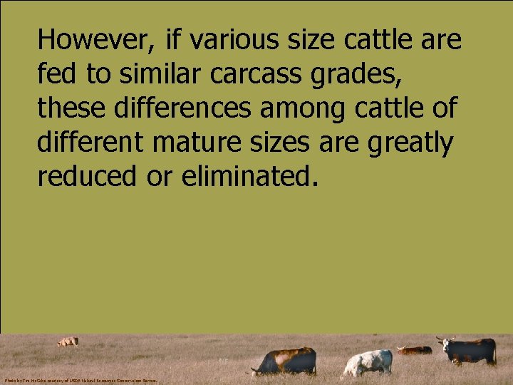 However, if various size cattle are fed to similar carcass grades, these differences among