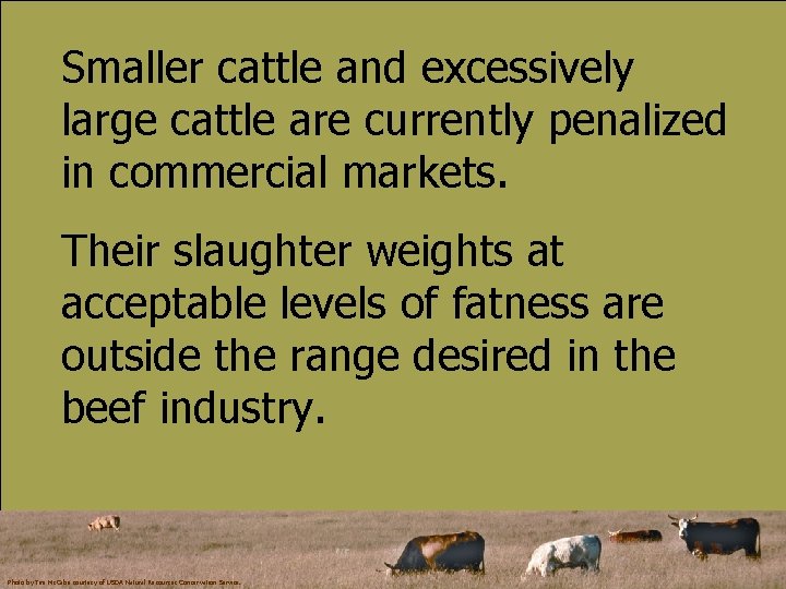 Smaller cattle and excessively large cattle are currently penalized in commercial markets. Their slaughter