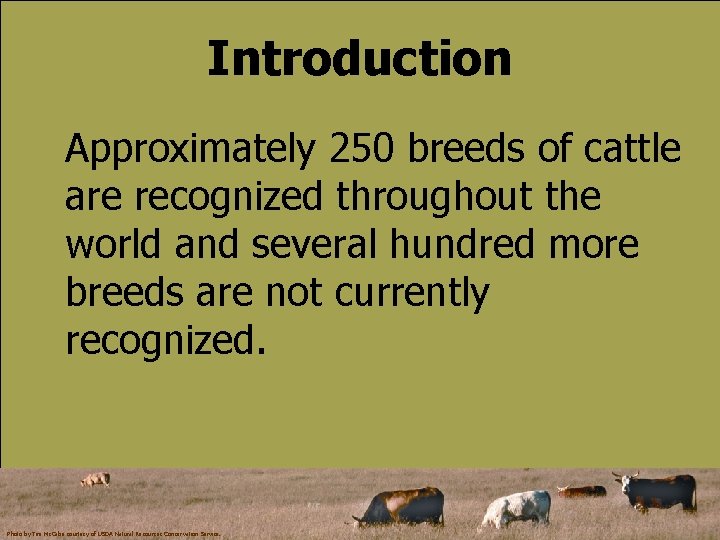 Introduction Approximately 250 breeds of cattle are recognized throughout the world and several hundred
