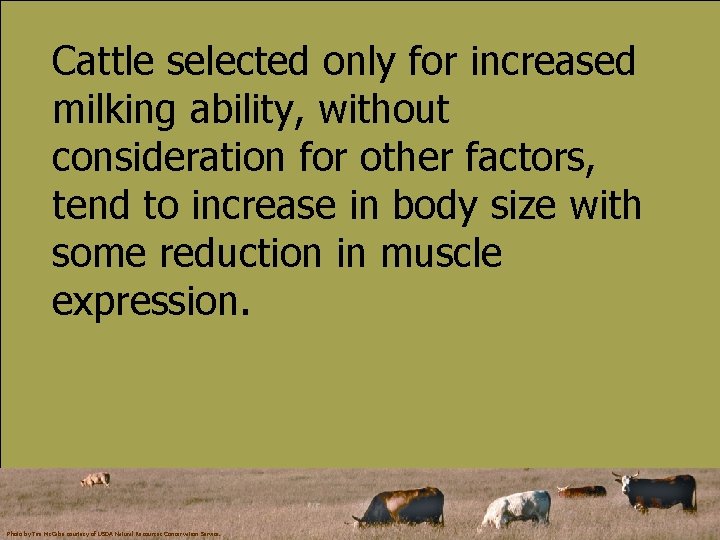 Cattle selected only for increased milking ability, without consideration for other factors, tend to