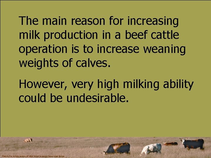 The main reason for increasing milk production in a beef cattle operation is to