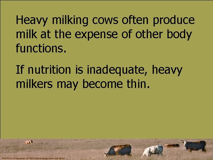 Heavy milking cows often produce milk at the expense of other body functions. If