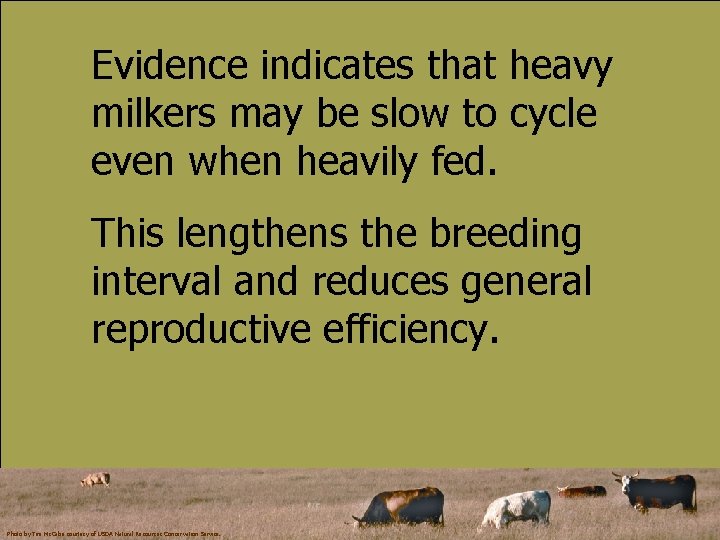 Evidence indicates that heavy milkers may be slow to cycle even when heavily fed.