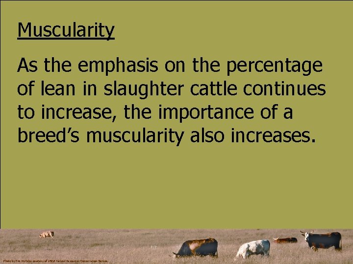 Muscularity As the emphasis on the percentage of lean in slaughter cattle continues to